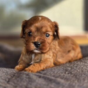 Monsieur Cavapoo Monsieur Cavapoo