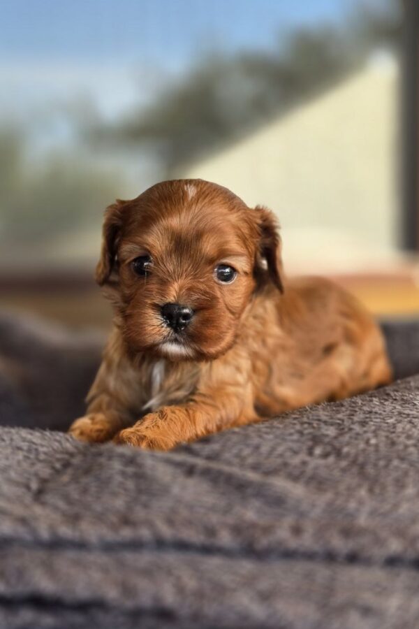 Monsieur Cavapoo Monsieur Cavapoo