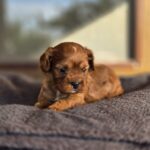 Monsieur-male-Cavapoo-puppy-for-sale-2