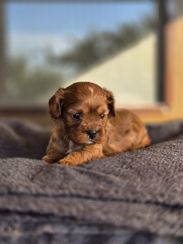 Monsieur Cavapoo Monsieur Cavapoo