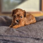 Monsieur-male-Cavapoo-puppy-for-sale-3