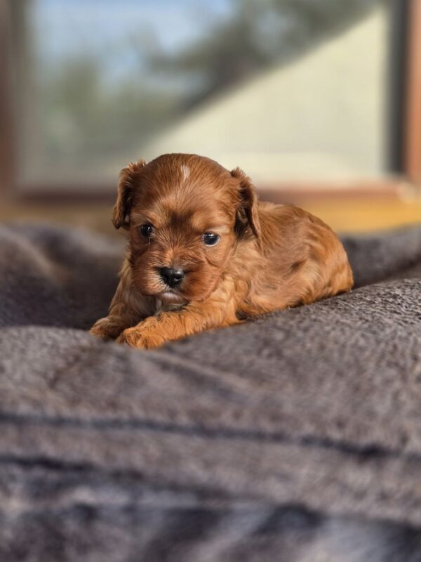 Monsieur Cavapoo Monsieur Cavapoo