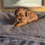 Monsieur-male-Cavapoo-puppy-for-sale-4