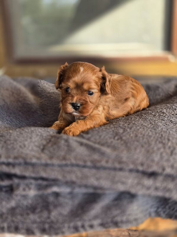 Monsieur Cavapoo Monsieur Cavapoo
