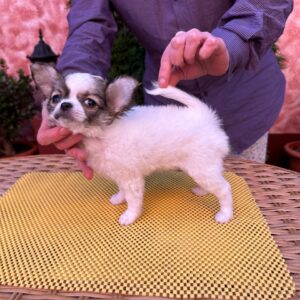 Monta Chihuahua Monta Chihuahua