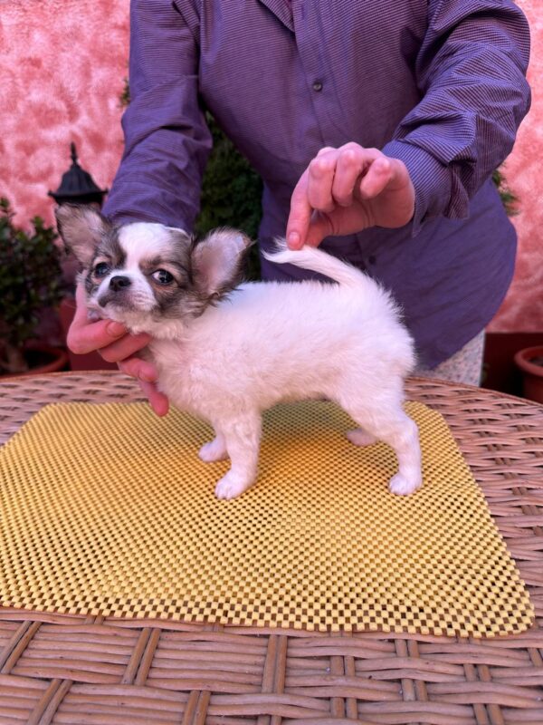 Monta Chihuahua Monta Chihuahua
