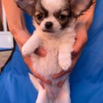 Monta-female-chihuahua-puppy-for-sale-1 (2)