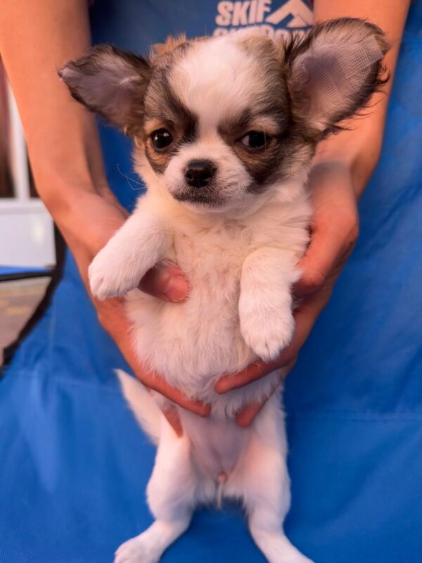 Monta Chihuahua Monta Chihuahua