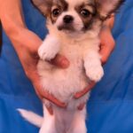 Monta-female-chihuahua-puppy-for-sale-1 (3)