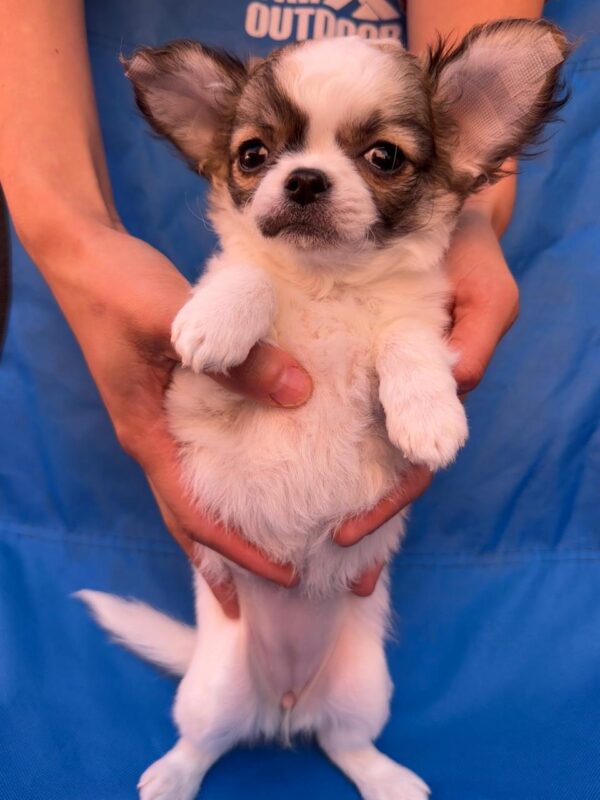 Monta Chihuahua Monta Chihuahua