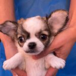 Monta-female-chihuahua-puppy-for-sale-1 (4)