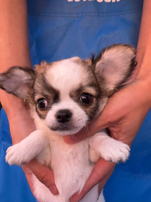 Monta Chihuahua Monta Chihuahua