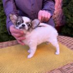 Monta-female-chihuahua-puppy-for-sale-1 (5)