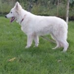 Mykonos-male-White-Swiss-Shepherd-puppy-for-sale- (1)