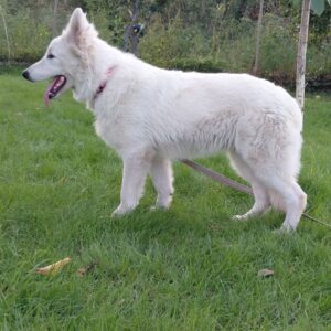 Mykonos White Swiss Shepherd Mykonos White Swiss Shepherd
