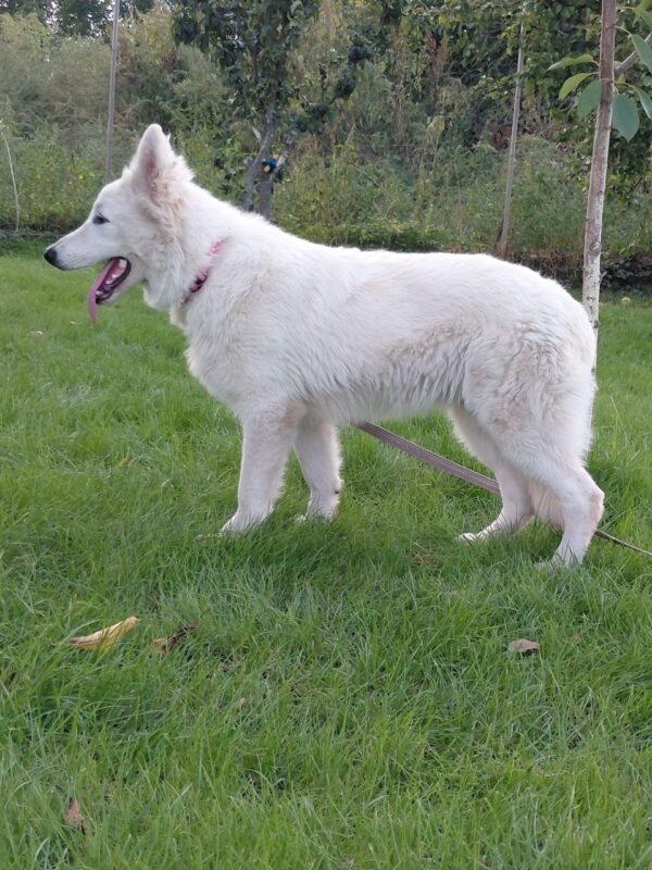 Mykonos White Swiss Shepherd Mykonos White Swiss Shepherd