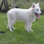 Mykonos-male-White-Swiss-Shepherd-puppy-for-sale- (2)