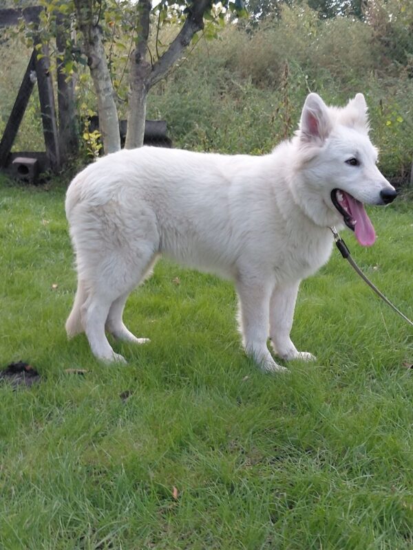 Mykonos White Swiss Shepherd Mykonos White Swiss Shepherd