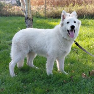 Mykonos White Swiss Shepherd Mykonos White Swiss Shepherd