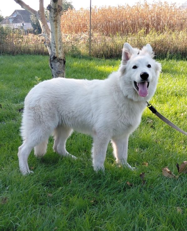 Mykonos White Swiss Shepherd Mykonos White Swiss Shepherd