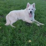 Mykonos-male-White-Swiss-Shepherd-puppy-for-sale- (4)