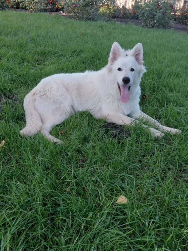 Mykonos White Swiss Shepherd Mykonos White Swiss Shepherd
