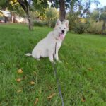 Mykonos-male-White-Swiss-Shepherd-puppy-for-sale- (5)
