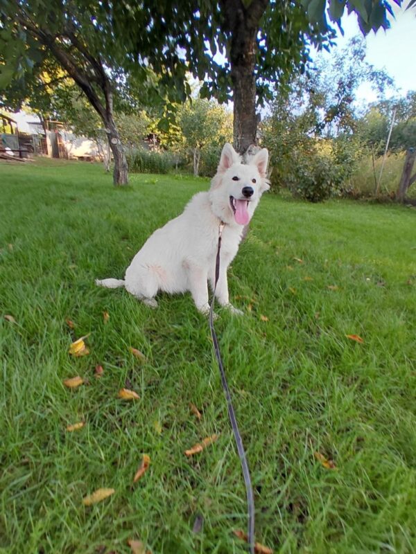 Mykonos White Swiss Shepherd Mykonos White Swiss Shepherd