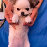 Nabby-female-chihuahua-puppy-for-sale-1 (1)