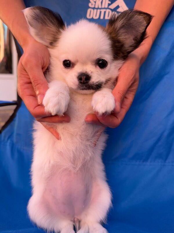 Nabby Chihuahua Nabby Chihuahua