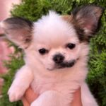 Nabby-female-chihuahua-puppy-for-sale-1 (2)