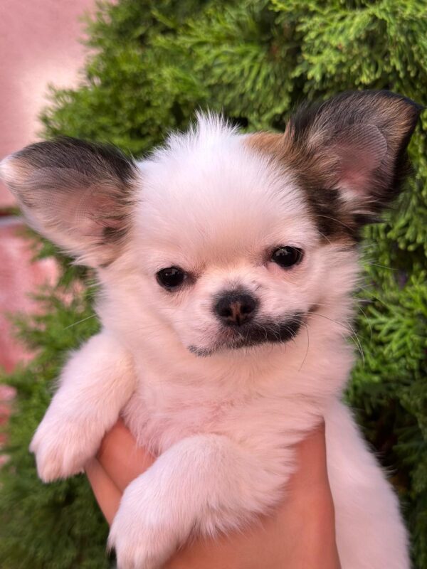 Nabby Chihuahua Nabby Chihuahua