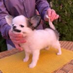Nabby-female-chihuahua-puppy-for-sale-1 (3)