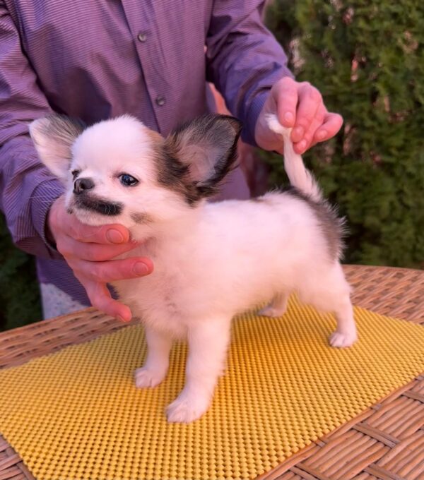 Nabby Chihuahua Nabby Chihuahua