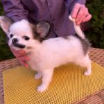 Nabby-female-chihuahua-puppy-for-sale-1 (4)