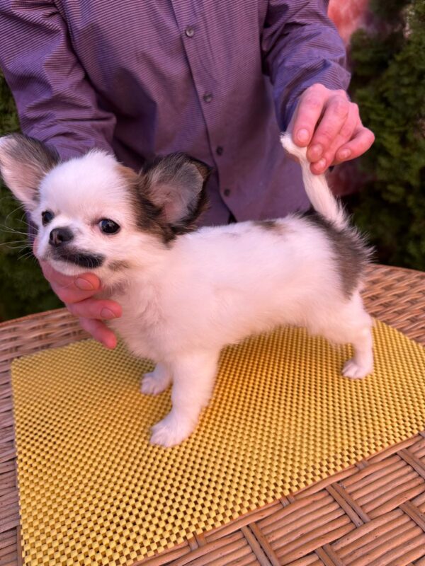 Nabby Chihuahua Nabby Chihuahua