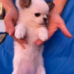 Nabby-female-chihuahua-puppy-for-sale-1 (5)