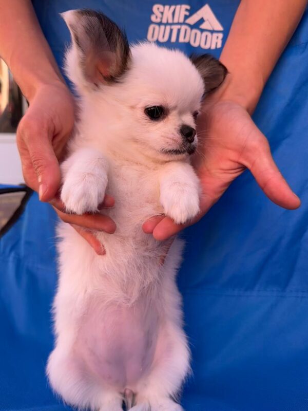 Nabby Chihuahua Nabby Chihuahua