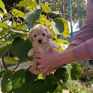 Naim Maltipoo Naim Maltipoo