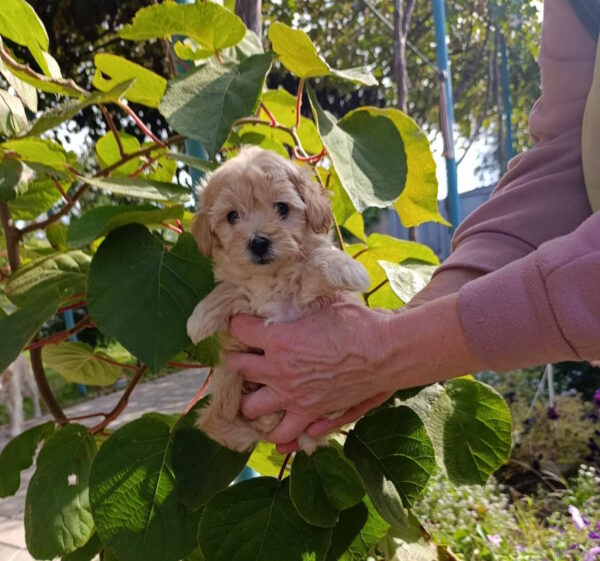 Naim Maltipoo Naim Maltipoo