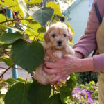 Naim-male-maltipoo-puppy-for-sale-1 (2)