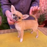 Navara-female-chihuahua-puppy-for-sale-1 (1)