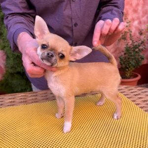 Navara Chihuahua Navara Chihuahua