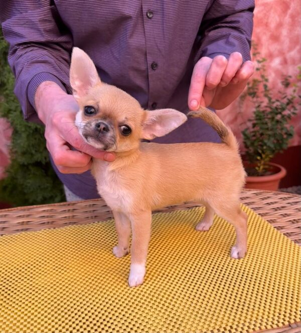 Navara Chihuahua Navara Chihuahua