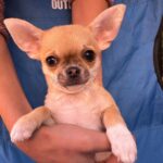 Navara-female-chihuahua-puppy-for-sale-1 (2)