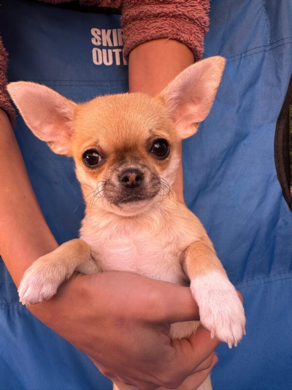 Navara Chihuahua Navara Chihuahua