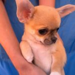 Navara-female-chihuahua-puppy-for-sale-1 (3)