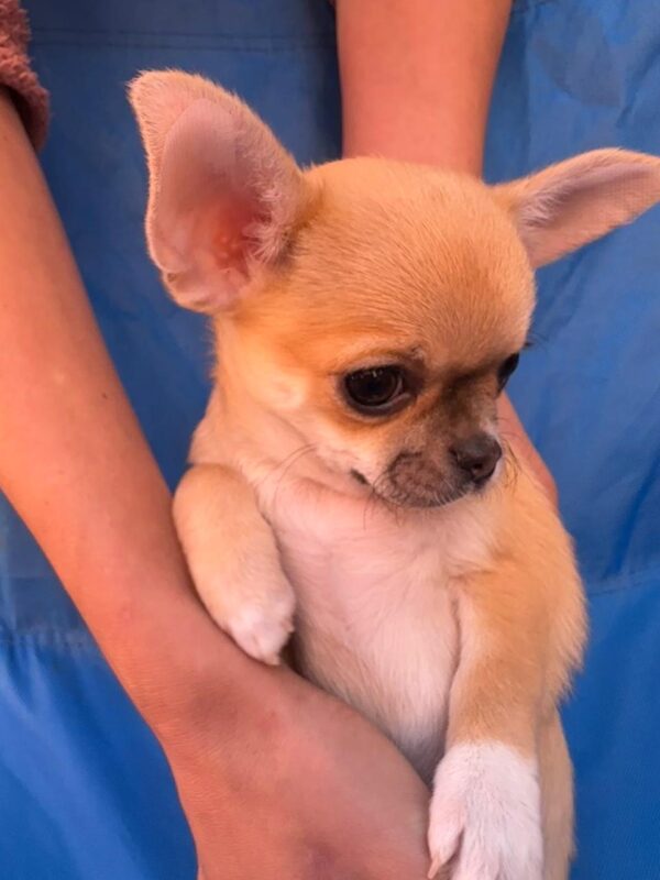 Navara Chihuahua Navara Chihuahua