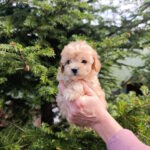 Neck-male-maltipoo-puppy-for-sale-1 (1)