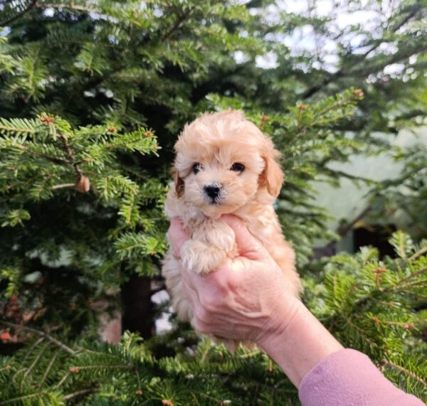 Neck Maltipoo Neck Maltipoo